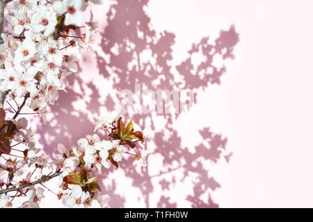 Blühender Baum mit weißen, rosa Blüten in Morgen Sonne und Schatten, verschwommenes Sonnenlicht. Soft Focus. Spring Blossom flower background. Stockfoto