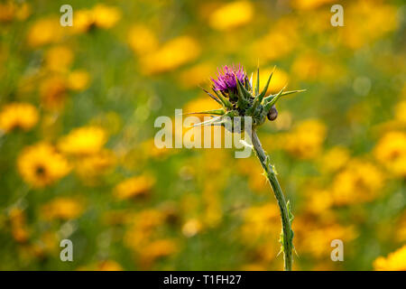 Thistle Blütenkopf in der Nähe auf einem unscharfen Hintergrund eines Feldes von gelben Blumen. Stockfoto