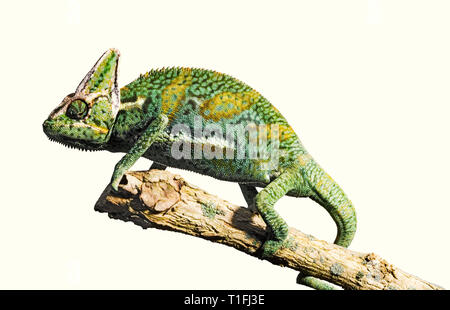 Ein grün gelb Chamäleon steht auf einem Zweig vor einem weißen Hintergrund. Stockfoto