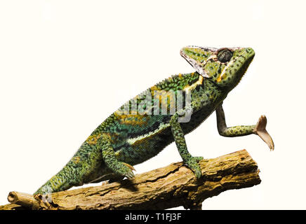 Ein grün gelb Chamäleon steht auf einem Zweig und streckt einen Arm. Stockfoto