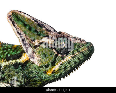 Nahaufnahme eines Leiter einer grün gelb Chamäleon von der Seite. Stockfoto
