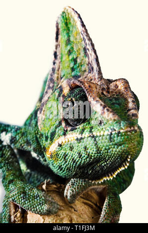 Nahaufnahme eines Leiter einer grün gelb Chamäleon von vorne ein Auge ist zur Festsetzung der Kamera. Stockfoto