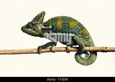 Nahaufnahme einer grün gelb Chamäleon Balancieren auf einem Zweig. Stockfoto