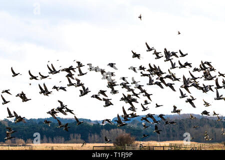 Brent Goose (dunkel-Bellied) Branta bernicula Stockfoto