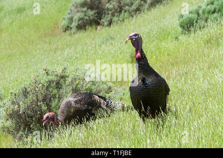 Männliche Türkei gehen durch einen grasbewachsenen Hügel im nördlichen Kalifornien. Wilde Truthähne. Stockfoto