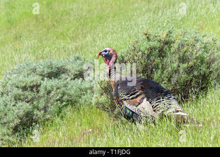 Männliche Türkei gehen durch einen grasbewachsenen Hügel im nördlichen Kalifornien. Wilde Truthähne. Stockfoto