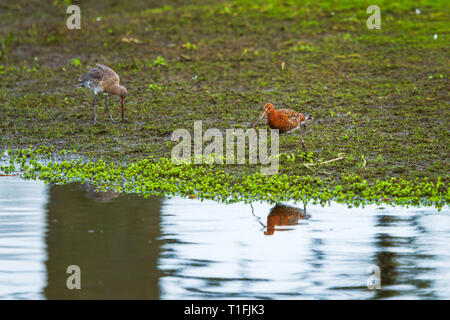 Männliche und weibliche Black-Tailed Godwits Stockfoto