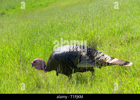 Männliche Türkei gehen durch einen grasbewachsenen Hügel im nördlichen Kalifornien. Wilde Truthähne. Stockfoto