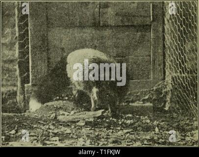 Die domestizierten Silver fox (1917) Den domestizierten Silver fox domesticatedsilv 7951 Liebe Jahr: 1917 4 Landwirte BULLETIN 795. Die erste Amerikanische Pelztier domestiziert werden permanent war das Silber oder Silber-grau Fox (Abb. 1), eine seltene und schöne Farbe Phase des gemeinsamen Red Fox 1 in fast allen von den Vereinigten Staaten und Kanada gefunden. Das Verhältnis der Silberfüchse zu normalen Red Foxes ist identisch mit der schwarzen Eichhörnchen Eichhörnchen, grau oder schwarz Bisamratten bis braun Bisamratten. Das heißt, die schwarze Menschen sind von der gleichen Art wie diejenigen in den regulären Farbe. In einem Wurf von fo Stockfoto