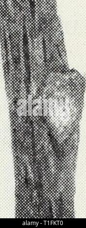 Krankheiten der Lkw Pflanzen Krankheiten der Lkw-Pflanzen/Ralph E. Smith diseasesoftruckc 119 smit Jahr: 1940 Stockfoto