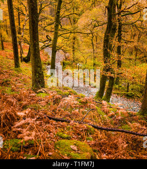 Von Burg Crag im Borrowdale Wandern zwischen den Bergen auf dem Weg zur Dalt Holz in die herbstlichen Farben der Bäume und Farne. Stockfoto