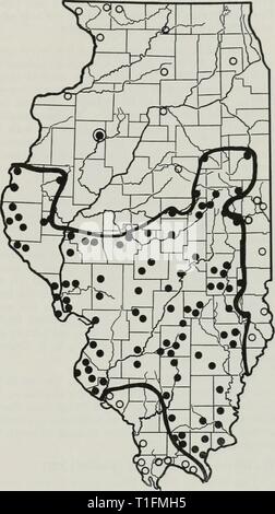 Die Verteilung der periodischen Zikaden die Verteilung der periodischen Zikaden in Illinois distributionofpe 91 stan Jahr: 1975 in Urbana und Champaign County, auf einem liriodendron Baum, eine nicht-heimischen Baum, gepflanzt es 8 Jahre Vorjahr. 17 Jahre zuvor im Jahr 1953 bei dieser Brut entstanden, ein nachzuegler wurde auch in Urbana von Dr. R. J. Dysart am 12. August gefunden. Trotz der spärlichen Aufzeichnungen in Champaign County ist es möglich, dass die Großen Östlichen Brut aufgetreten ist und weiterhin in kleinen Zahlen in den großen Hain von Urbana und Champaign County im Osten sollten in der Liste der counti aufgenommen werden Stockfoto