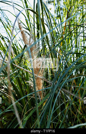 Eine Rispe seidigen Ährchen der chinesischen Silber Gras oder eulalia japonica oder Miscanthus sinensis zwischen grünen Blättern Stockfoto