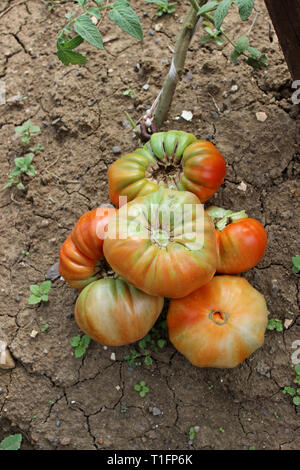 Unreife Tomaten frisch gepflückt aus den organischen Garten Stockfoto