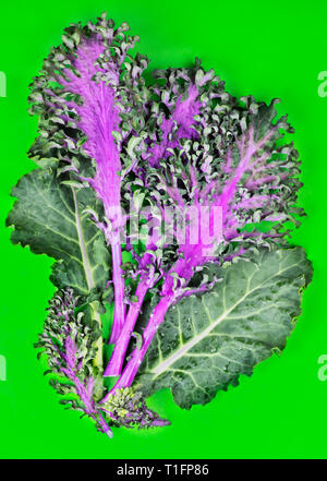 Schön grün und lila Blätter von Kale auf einem farbigen Hintergrund, geschweiften Kanten und lebendige Farben Stockfoto