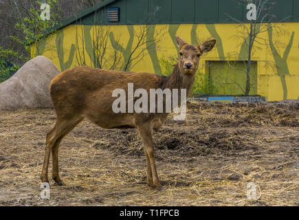 Closeup Portrait eines weiblichen Rotwild in den Sand und Suchen in der Kamera, Erwachsene Hirschkuh, gut Tier durch aus Eurasien verbreitet Stockfoto