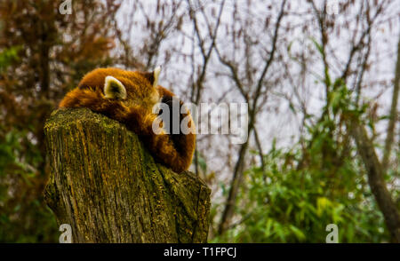 Kleiner Panda schlafend auf einem Stumped tree top, gefährdete Tierart aus Asien Stockfoto