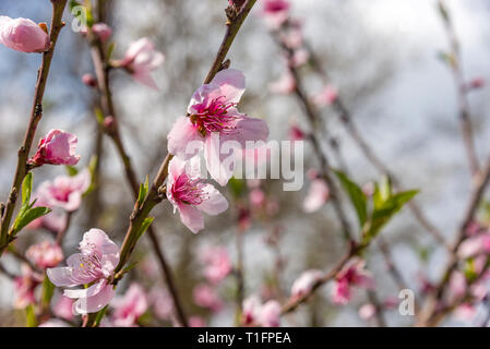 Mandelblüte. Frühling Hintergrund Mandelblüte Jerusalim Stockfoto