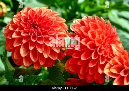 Schöne Dahlie Blume im Garten, Dahlien pomponous Rot, Dahlien, Makro, Dahlien im Garten im Herbst Stockfoto