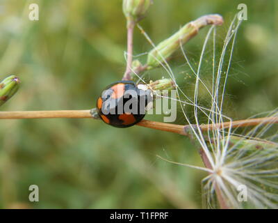 Asiatische Marienkäfer Harmonia axyridis auf einem Gras Halm. Reflektion von einem Baum und einem Haus. Von oben nach unten anzeigen Stockfoto