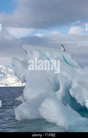 Antarktis, Wilhelmina Bay. Junge Adelie penguin (WILD: Pygoscelis adeliae), weißes Kinn Phase. Stockfoto