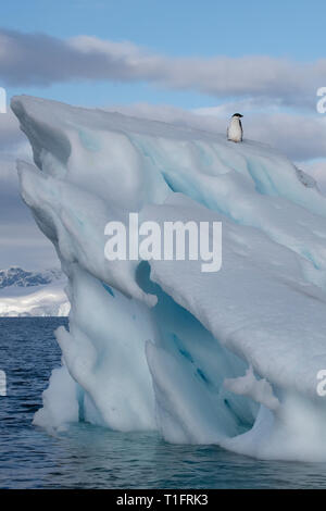 Antarktis, Wilhelmina Bay. Junge Adelie penguin (WILD: Pygoscelis adeliae), weißes Kinn Phase. Stockfoto