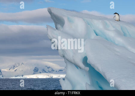 Antarktis, Wilhelmina Bay. Junge Adelie Pinguin auf den Eisberg (WILD: Pygoscelis adeliae), weißes Kinn Phase. Stockfoto