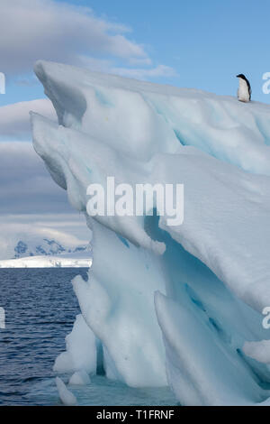 Antarktis, Wilhelmina Bay. Junge Adelie Pinguin auf den Eisberg (WILD: Pygoscelis adeliae), weißes Kinn Phase. Stockfoto