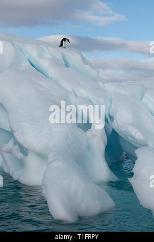 Antarktis, Wilhelmina Bay. Junge Adelie Pinguin auf den Eisberg (WILD: Pygoscelis adeliae), weißes Kinn Phase. Stockfoto