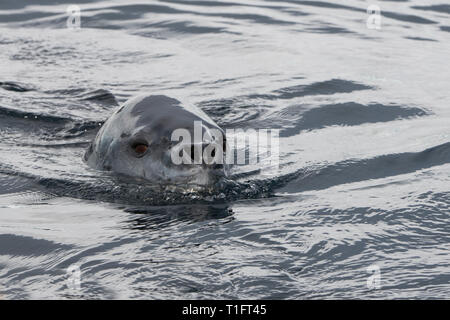 Antarktis, Palaver Punkt auf der Westseite von zwei hummock Insel im Palmer Archipels. Leopard Dichtung im Wasser (WILD: Hydrurga leptonyx) Stockfoto