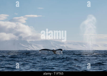 Der Antarktis. Cuverville Insel innerhalb der Errera Channel zwischen Ronge Island und der Arctowski Halbinsel. Drei Buckelwale. Stockfoto