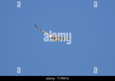 Rauen-legged Mäusebussard (Buteo lagopus) Stockfoto