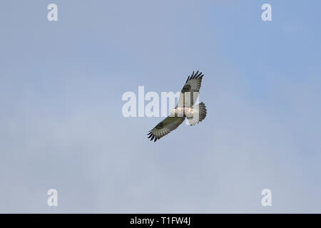 Rauen-legged Mäusebussard (Buteo lagopus) Stockfoto