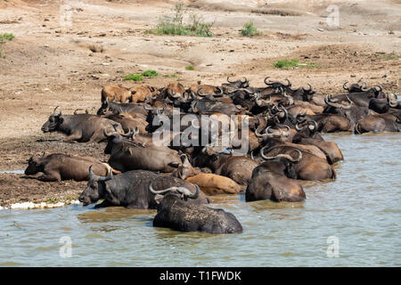 Afrikanischer Büffel (Syncerus Caffer) Abkühlung am Rand des Kazinga Kanal innerhalb von Queen Elizabeth National Park, South West Uganda, Ostafrika Stockfoto