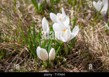 Frühling Krokusse auf einem gelben Gras an einem sonnigen Tag Stockfoto