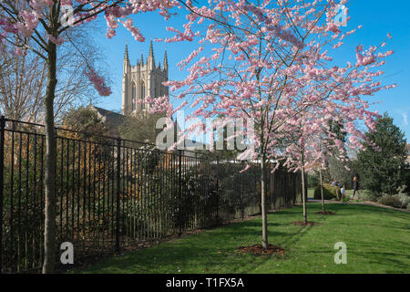 Spring UK England, Blick auf junge Kirschbäume blühen mit einem Turm der Kathedrale im Hintergrund sichtbar, Abbey Gardens, Bury St. Edmunds, Suffolk, Großbritannien Stockfoto