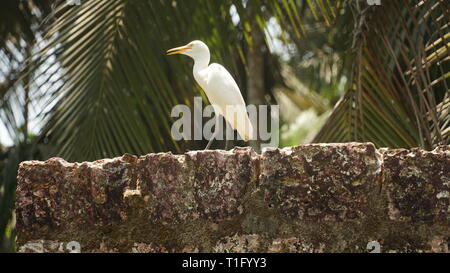 Indische Teich heron Vogel Stockfoto