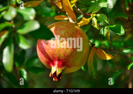 Reife saftige Granatapfel Obst wächst auf einem Baum mit grünen Blättern im Sommer Garten Stockfoto