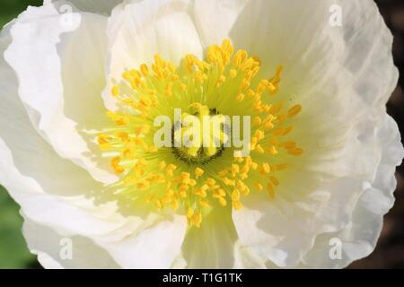 Makroaufnahme eines weißen Mohn Blume mit seinen gelben Staubgefäße und Stempel Stockfoto