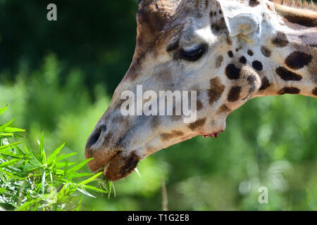 Kopf geschossen eines kordofan Giraffe (Giraffa Camelopardalis antiquorum) Blätter essen Stockfoto