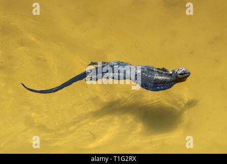 Marine iguana Amblyrhynchus cristatus albemarlensis Schwimmen im Meer, die Insel Isabela, Galapagos, Ecuador Stockfoto