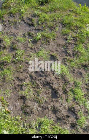 Muddy River Bank mit Fußspuren im Schlamm. Sumpfigen Boden. Stockfoto