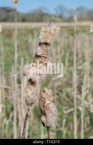 Dsintegrating Blütenkopf einer größeren Reedmace/Cats-Tail/Rohrkolben Typha latifolia -. Licht überleben Blumen verwendet, während jungen Pflanze essbar ist. Stockfoto