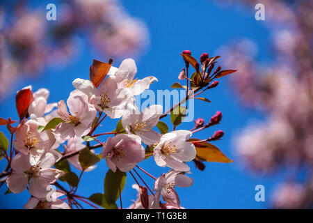 Blumen von Apple gegen den blauen Himmel. Blooming Tree im Frühjahr Stockfoto