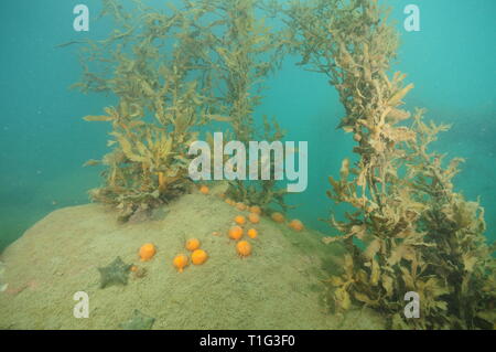 Kugelförmige Gelbe Schwämme und Kissen meer Sterne auf offene Fläche von Boulder bedeckt mit feinen Sediment mit brauen Meer Unkraut um. Stockfoto