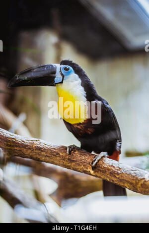 Toucan Ramphastos vitellinu, schönes bunter Vogel saß auf dem Baum Stockfoto