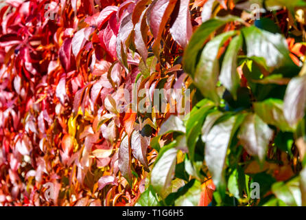 Schattierungen von Grau auf Rot Herbst Laub von Parthenocissus Subtomentosa, Virginia Creeper Stockfoto