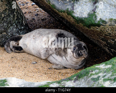 Junge Kegelrobben auf Horsey Strand, Norfolk, ein scharfer aber vorsichtig Interesse an der Fotograf, der zu nah angefahren hat. Stockfoto