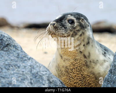 Junge Kegelrobben auf Horsey Strand, Norfolk, ein scharfer aber vorsichtig Interesse an der Fotograf, der zu nah angefahren hat. Stockfoto