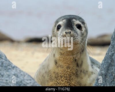 Junge Kegelrobben auf Horsey Strand, Norfolk, ein scharfer aber vorsichtig Interesse an der Fotograf, der zu nah angefahren hat. Stockfoto